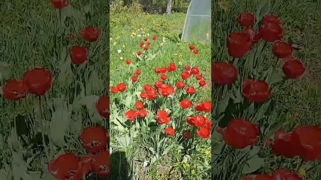 Красные тюльпаны!!! 🙂🙂🙂