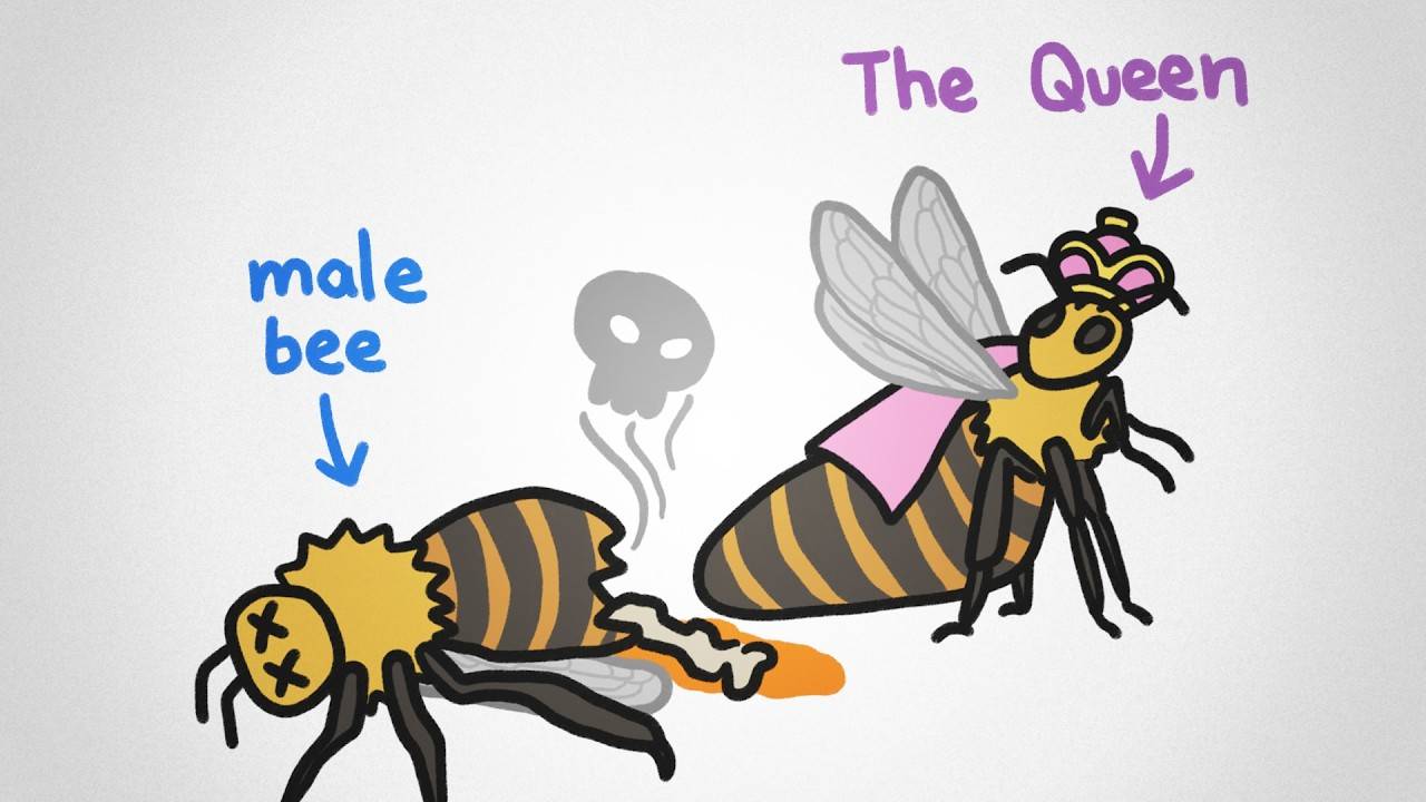 MinuteEarth: Why There Are No King Bees?