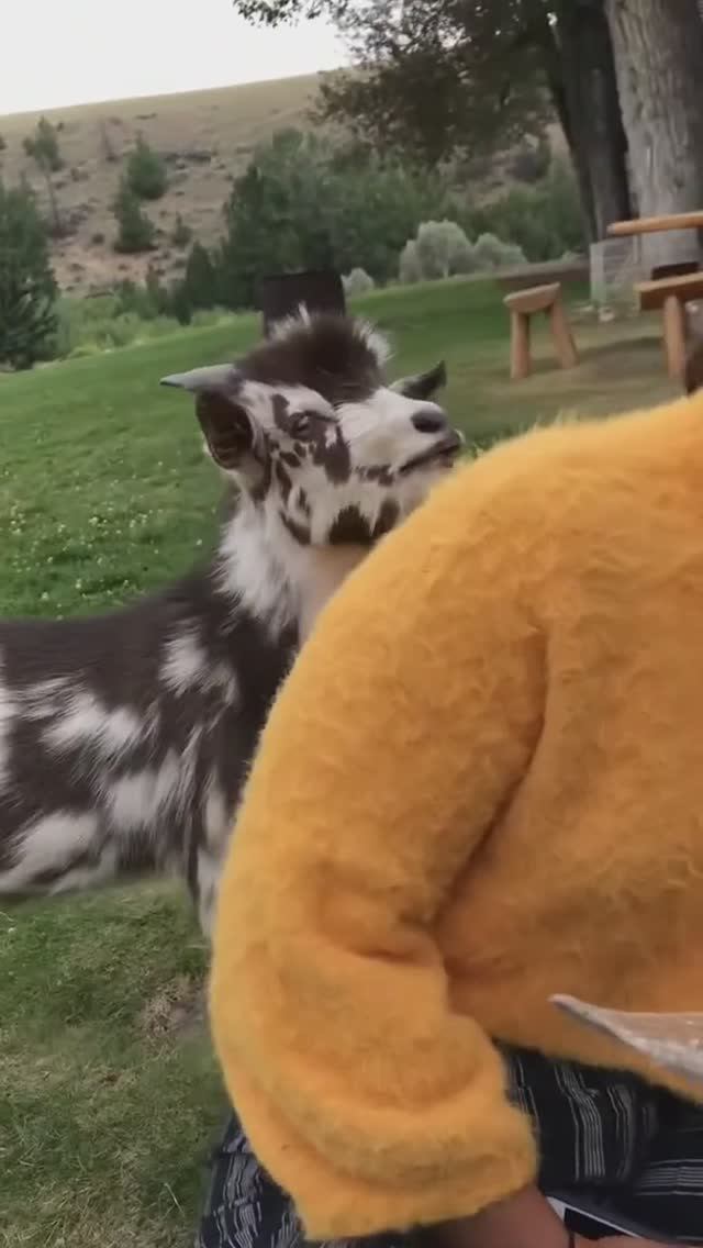 бябябя?