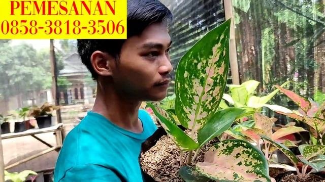 GOLIAT SULTAN BRUNAI & PINK SANSET PAKET 30 RIBUAN‼️PANEN BESAR BESARAN