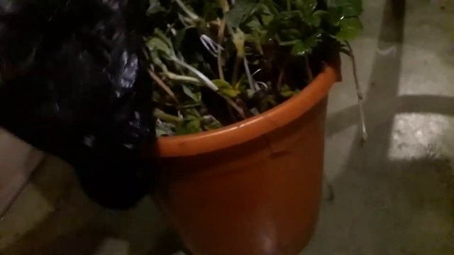 Простой способ доращивания усов клубники в домашних условиях