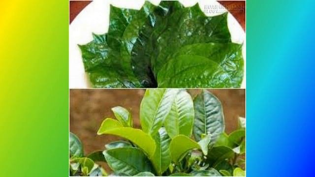 Các bài thuốc cố sáp