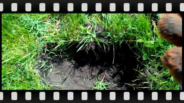 Коп на старом месте 11.05.2014 Searching With A Metal Detector At The Old Place