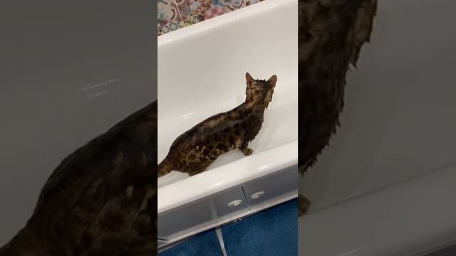 Кот Бенгал и вода