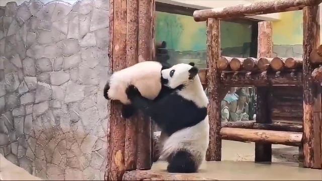 Мама страхует своего ребёнка. Медведи панда
