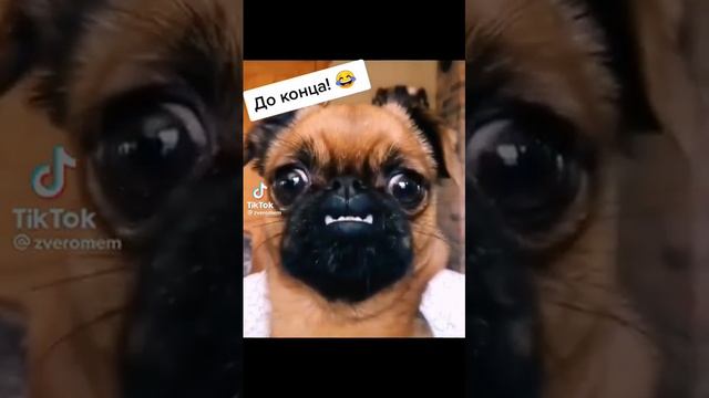 а вы засмеялись?