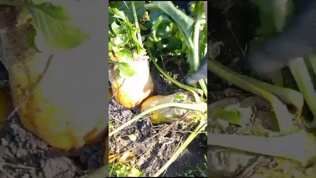 Свёкла для коров.