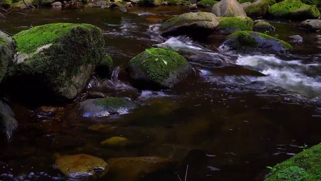 Water sources with birds chirping in nature, 4 hours of calm and relaxation for sleep and study