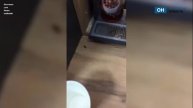 В Орле в кофейном аппарате живет жирный таракан