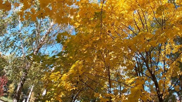 КРАСКИ ОСЕНИ.COLORS OF AUTUMN.
