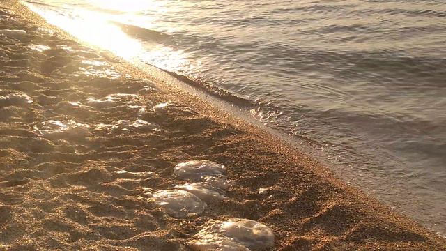 Экологическая катастрофа много медуз выбростилос на берег на Азовском море в станице Голубицкая