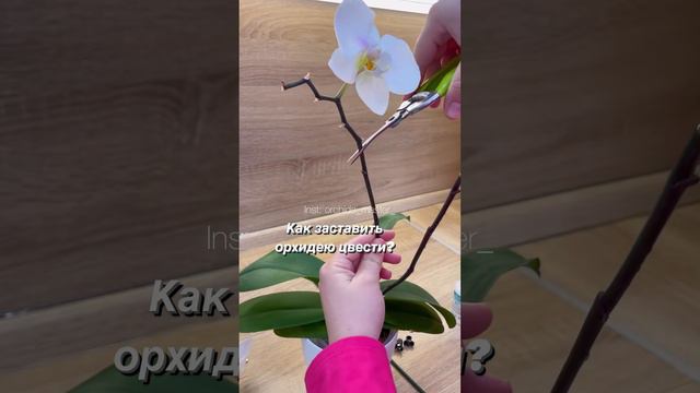 Как продлить цветение Орхидеи