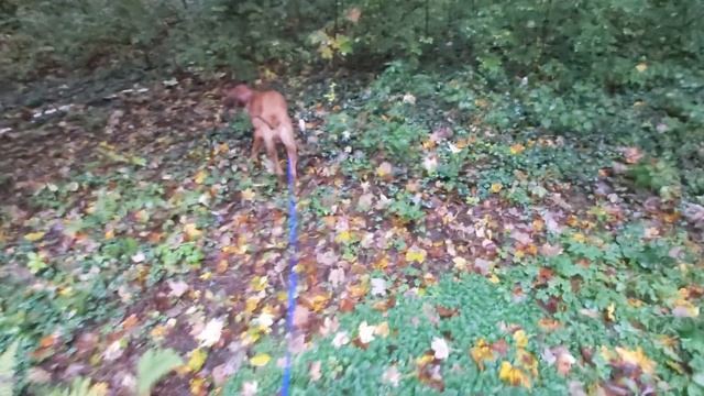 Ridgeback hat mega Dünnpfiff