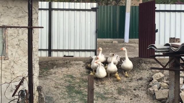 Гуси-гуси га-га-га