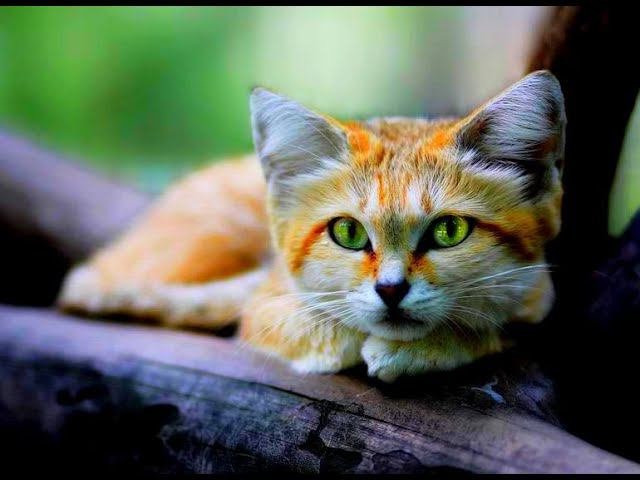 Barchans Cat SONG  BoFusion