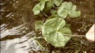 MyNature Apps; Identifying Marsh Marigold, Caltha palustris