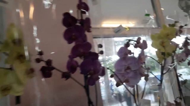 Орхидеи в цветочном магазине на проспекте Мира (желтый рынок) в городе Черноморске Одесской области