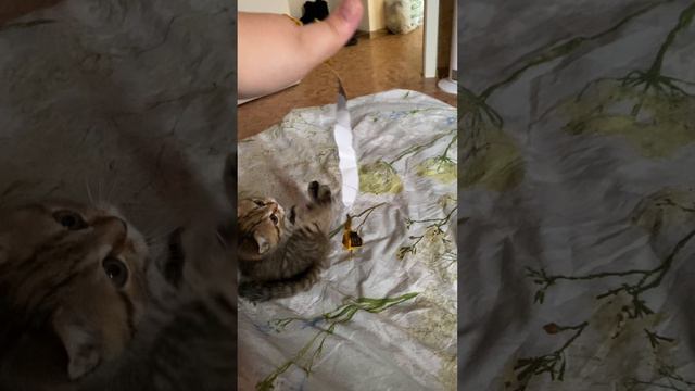 Утро понедельника вместе с кисой
