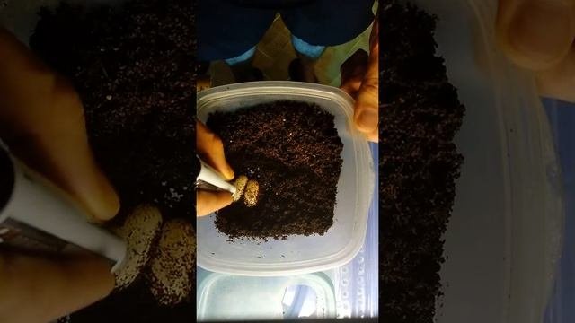 Эублефары откладывают яйца