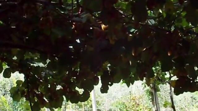 pergolato kiwi