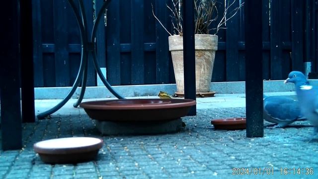 Ringeltauben am 1 1 24 Huch, die Kamera ist wieder da