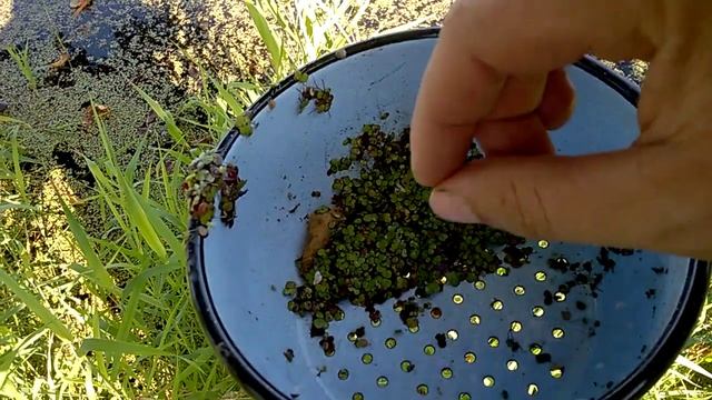 Корм для уточек - ряска.