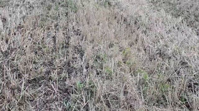 Выращивание оз. рапса. No-till 22.07.2018. Ранний посев рапса , новый сериал))
