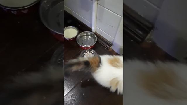 Кошка Фрося о ЗОЖ и гречке с кефиром на завтрак