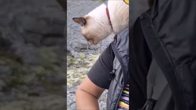 СУПЕР ГОРНЫЙ КОТ С КОРОТКИМИ ЛАПАМИ, НАШ ВЫПУСКНИК МАНЧКИН
