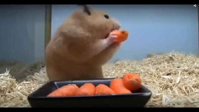 ТОП 5 Лучшие ВИДЕО ПРО СМЕШНЫХ ХОМЯКОВ. Top 5 funny video about a hamster.