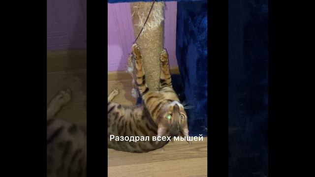 Марти. После двух дней адаптации чувствует себя, как дома! Веселый, игривый, вездесущий!