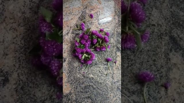 vaada Malli pooGlobe amaranth