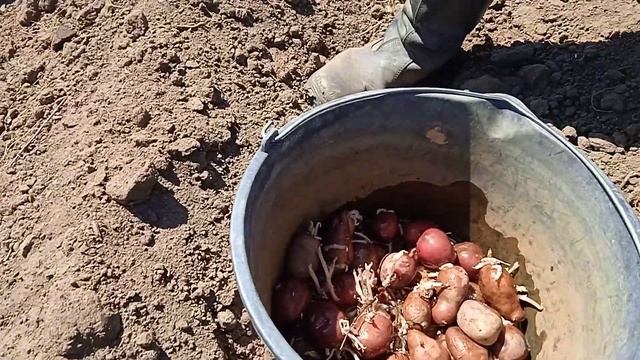 Два способа посадки картофеля.