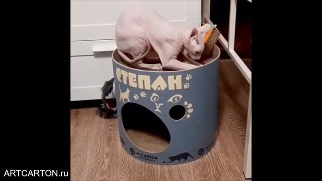 КОТ СТЕПАН ТЕСТИРУЕТ КОГТЕТОЧКУ НА ВТОРОМ ЭТАЖЕ ДОМИКА TOWER STANDART ОТ ARTCARTON