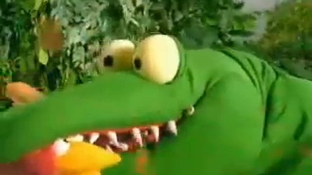 Gali the alligator