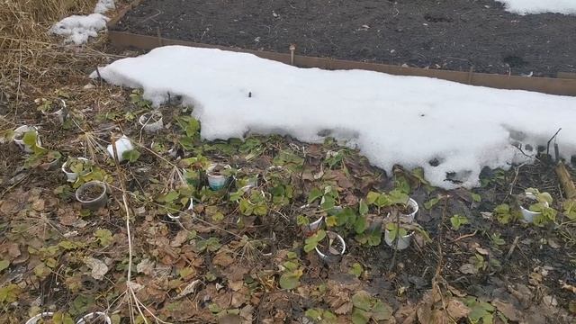 Рассада земляники клубники в стаканчиках после зимовки в укрытии.