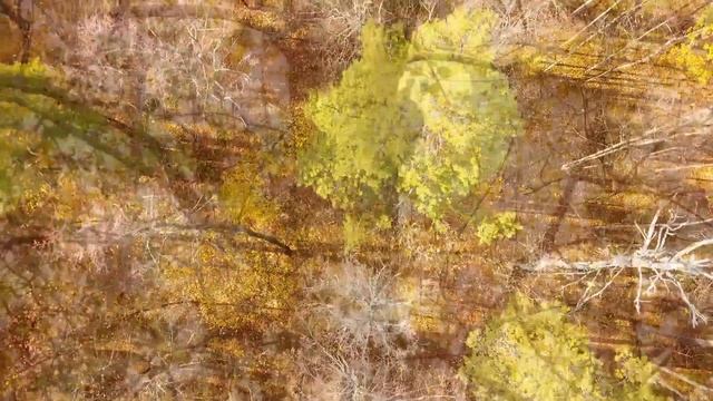 Focus Music for Work and Studying - Enchanting Autumn Forests with Beautiful Piano Music #6