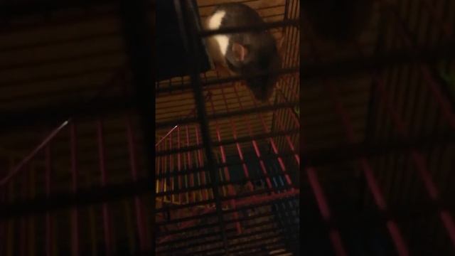 Ирис и Мак на протяжении всего видео смотрят на камеру ??