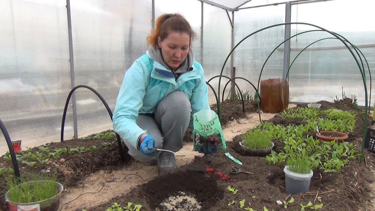 Готовим лунку для томатов