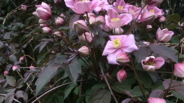 Clématite des montagnes 'Clematis montana Mayleen' Le bourdon dîne