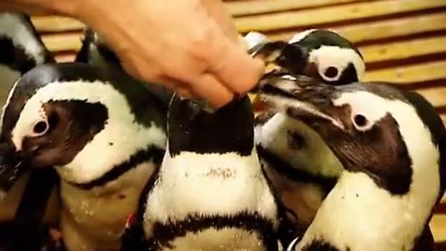 Наталья Майхровская о своих пингвинах