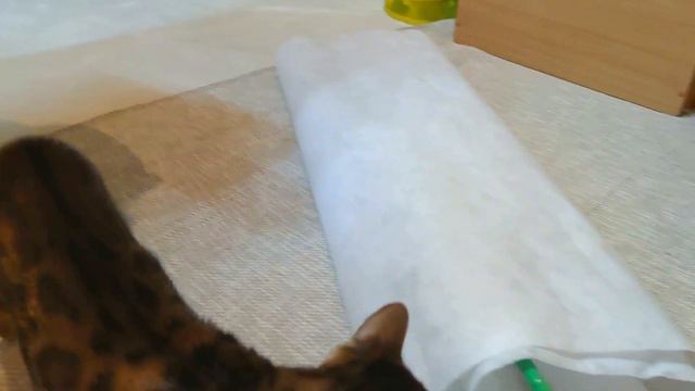 Бенгальская кошка Миля как котенок прячется в рулоне бумаге