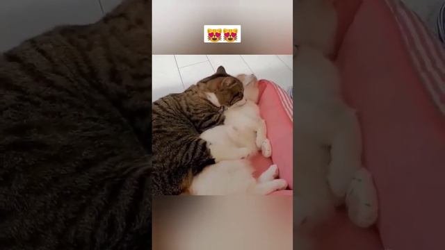 Милые кошечкисобачки Киски Смешные животные