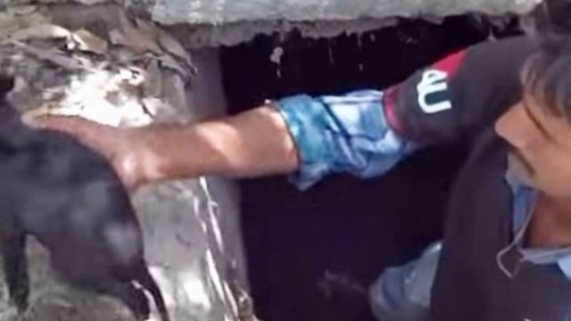 Из люка доносился «плач»: маленький щенок оказался в грязной воде и мог в любой момент утонуть