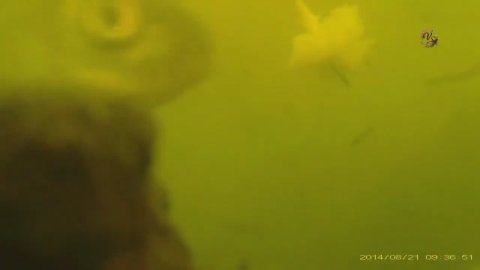 Поклевка карася под водой на поплавочную удочку.Fishing. Рыбалка на озере Карасун Краснодар