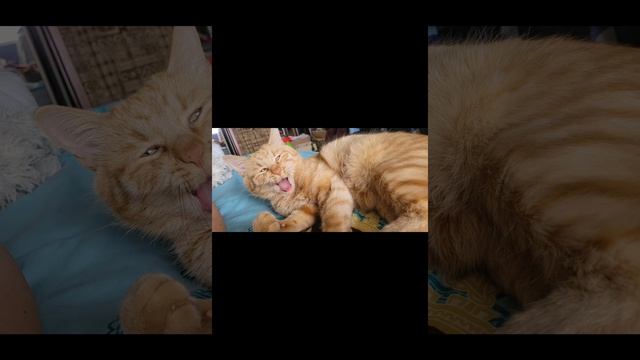 # коты#весна