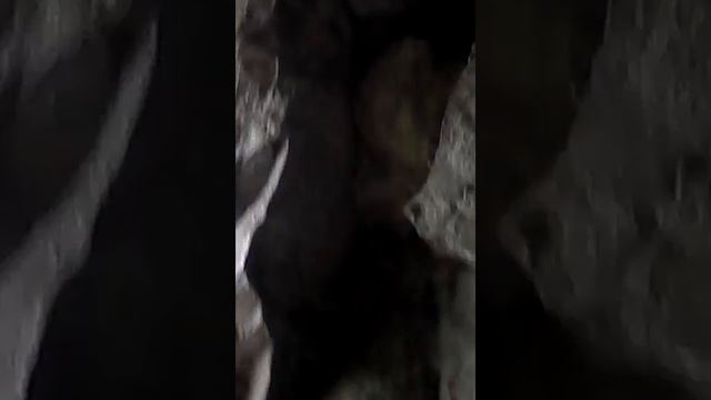 Самарская лука. Шыряево. Штольня(3)