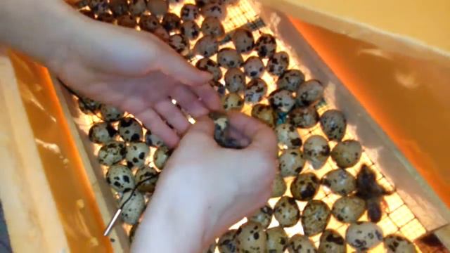 ВЫЛУПЛЕНИЕ ЯИЦ ИЗ ИНКУБАТОРА