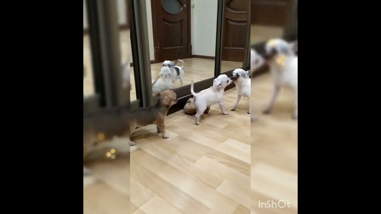 #чихуахуа #красивыечихуахуа #чихуахуамосква