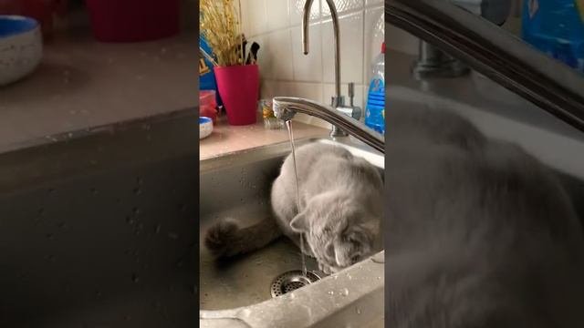Котёнок не умеет пить воду. Как научить?